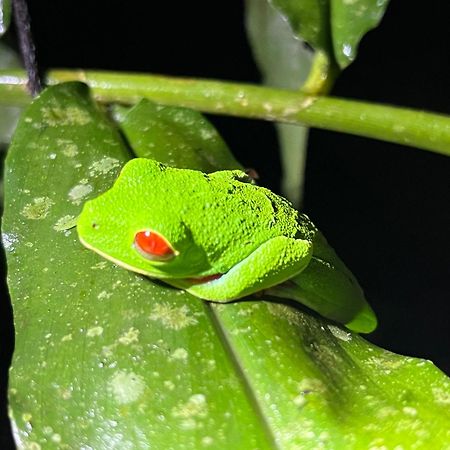 The Frog House Apartment La Fortuna Екстериор снимка