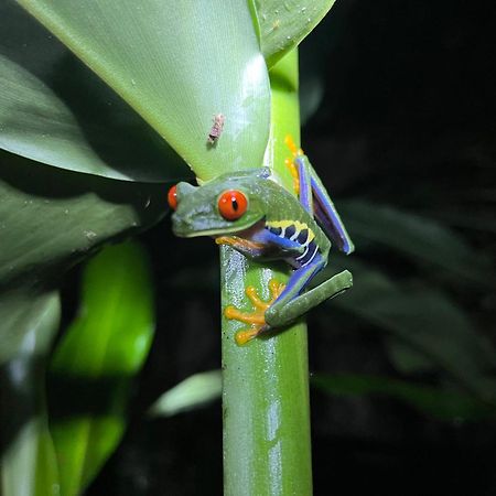 The Frog House Apartment La Fortuna Екстериор снимка