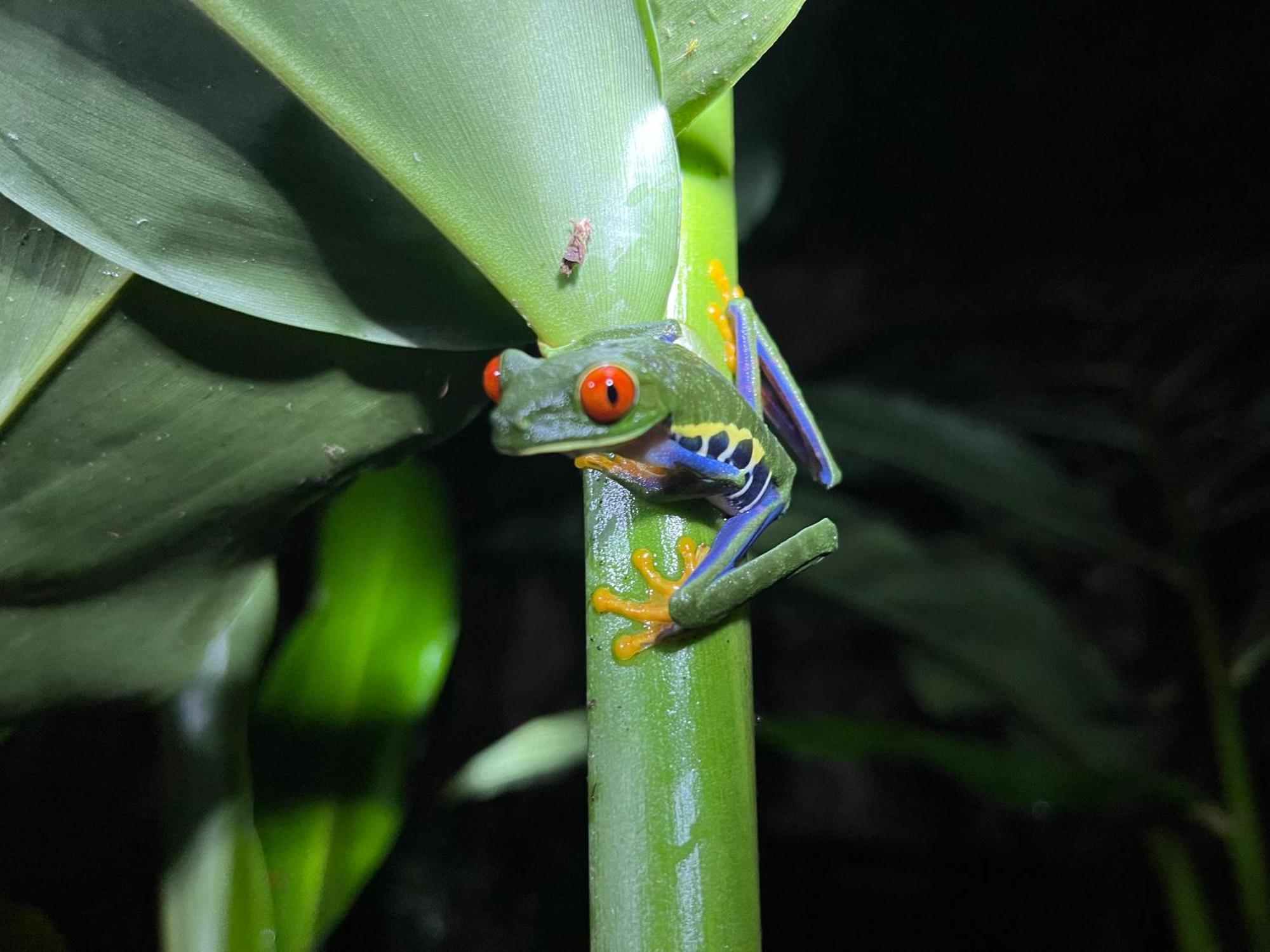 The Frog House Apartment La Fortuna Екстериор снимка
